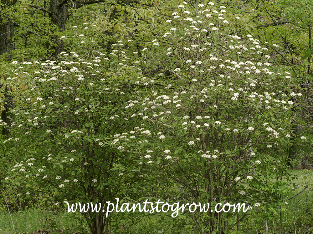 Wayfaring Viburnum (Viburnum lantana) 
A couple of escaped plants growing at the edge of the conservancy.